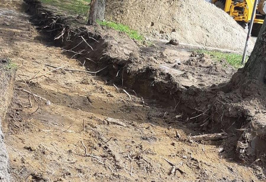 Очевидец: при строительстве велодорожки вдоль моря уничтожают корни деревьев (фото)