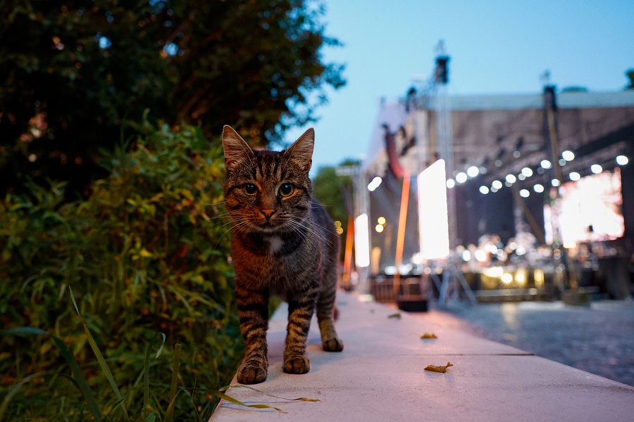«Территория мира»: на острове Канта открылся фестиваль классической музыки (фото)