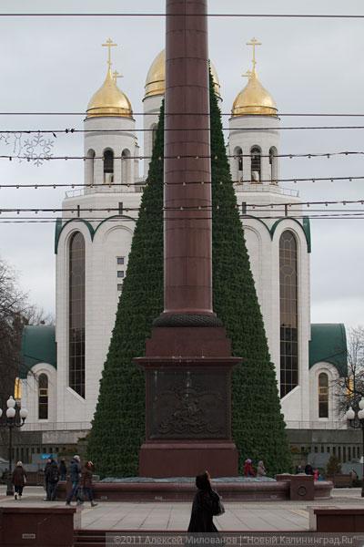 "Много на ёлочке шариков цветных": фоторепортаж "Нового Калининграда.Ru"
