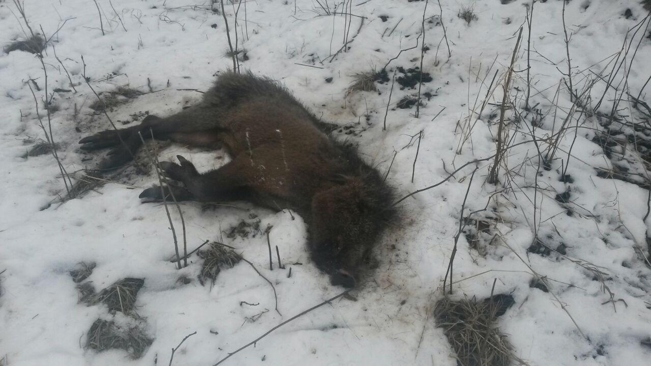 «Масштабная экокатастрофа»: что известно о разливе нефтепродуктов в Переславском