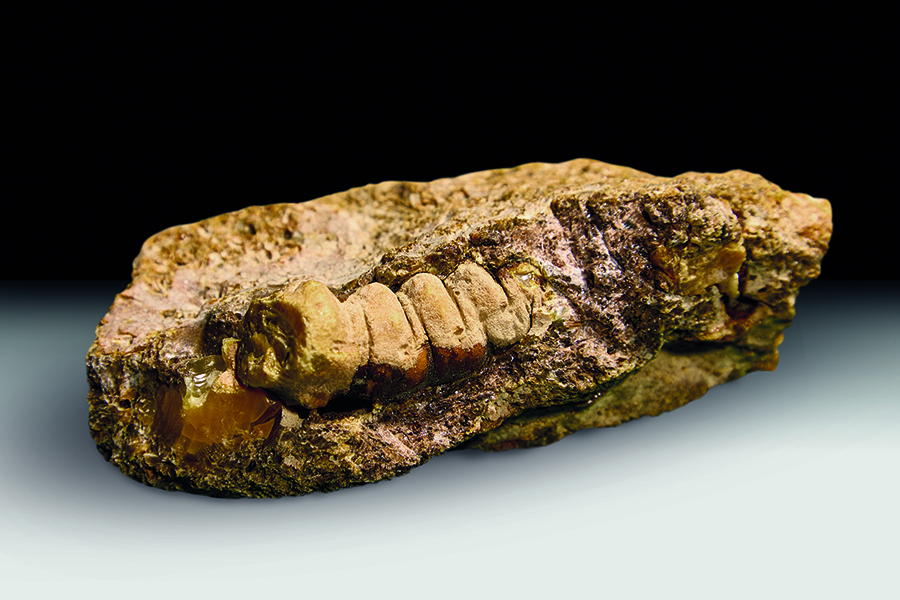 В Калининградской области нашли янтарь в форме древнего насекомого (фото)