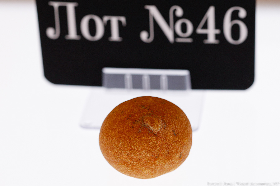 Доисторические козявки: Янтарный комбинат показал редкие камни для аукциона (фото)