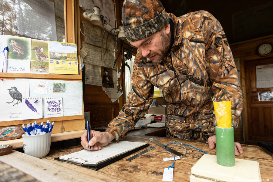 Туманность Куршской косы: как ловят и кольцуют птиц на «Фрингилле» (фото) 