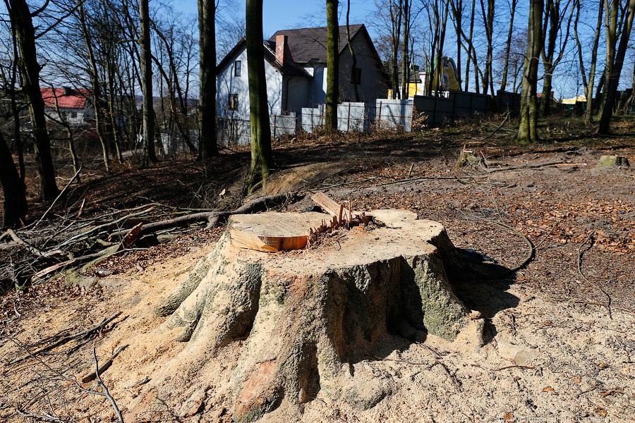 Власти Калининграда разрешили вырубить три десятка деревьев под жилой дом