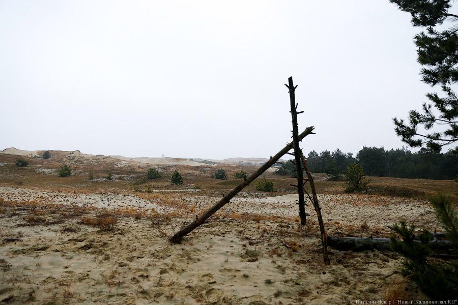 На ловца и лось бежит: как на Куршской косе зверей считали (фото)