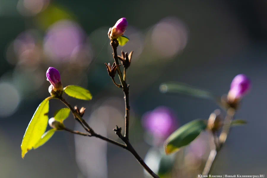 Синоптик: в Калининград весна придёт раньше, чем в другие регионы страны