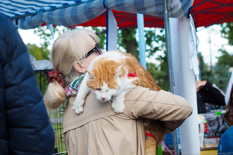 Подари мне дом: на Верхнем озере организовали выставку бездомных животных