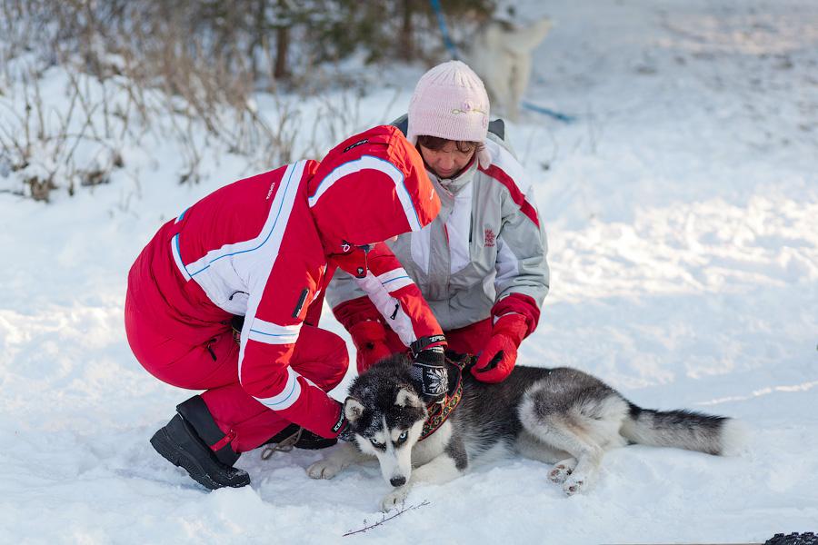 «Сказки о хаски»: фоторепортаж с тренировки ездовых собак и интервью с владельцами
