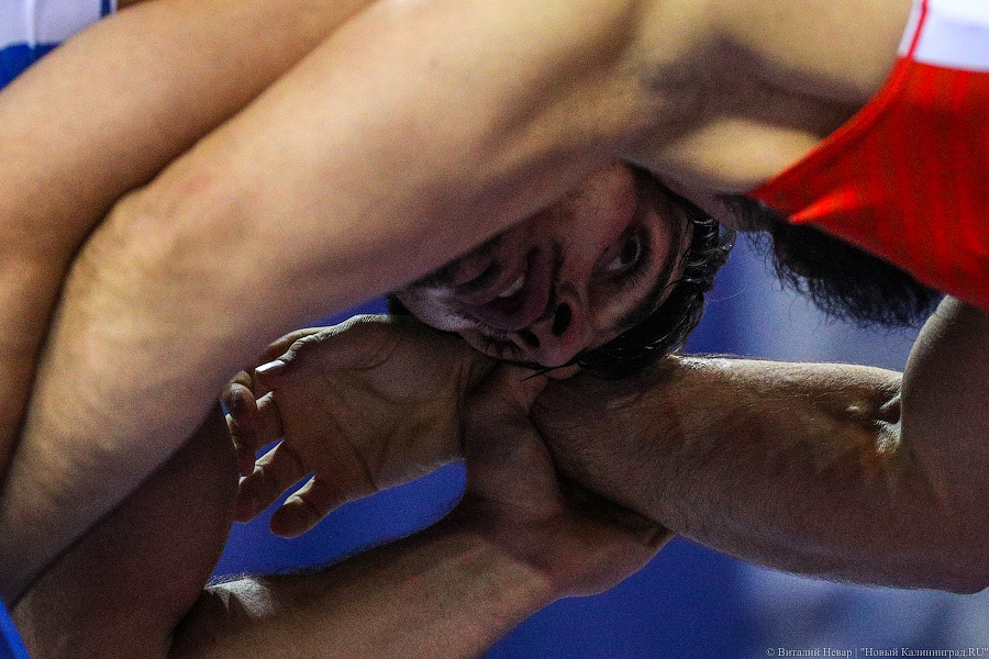 Просто мощь: чемпионат России по греко-римской борьбе идет в Калининграде (фото)