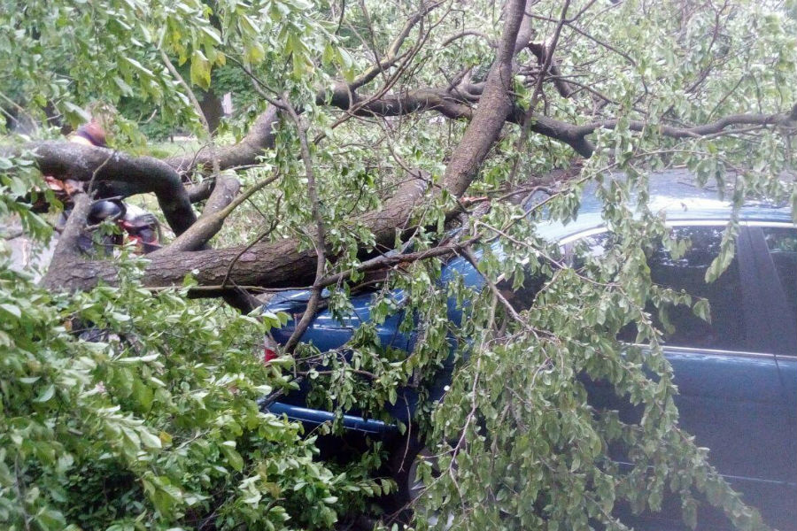 В Калининграде во вторник сильный ветер повалил 6 деревьев