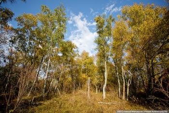 Власти Гурьевска незаконно отдали леса в собственность ООО