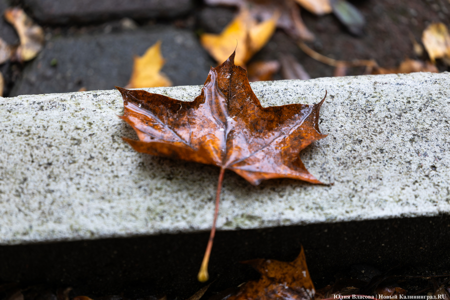 Погода в Калининградской области 11 ноября
