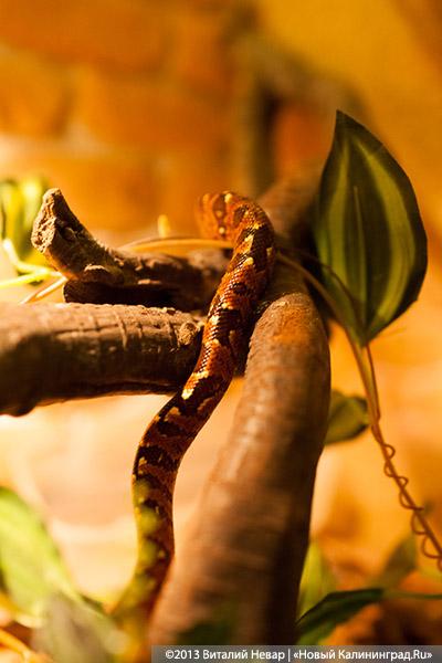 «Зов джунглей»: фоторепортаж с открытия первого калининградского экзотариума