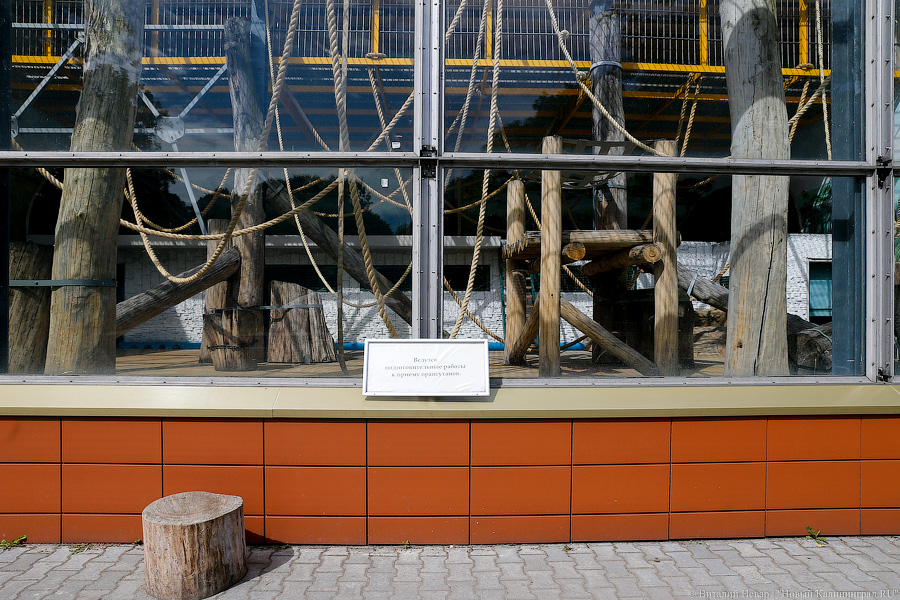 За стеклом: как живется в вольере для орангутанов Калининградского зоопарка