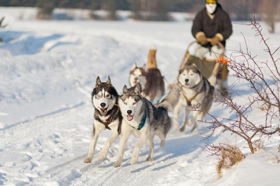 «Сказки о хаски»: фоторепортаж с тренировки ездовых собак и интервью с владельцами
