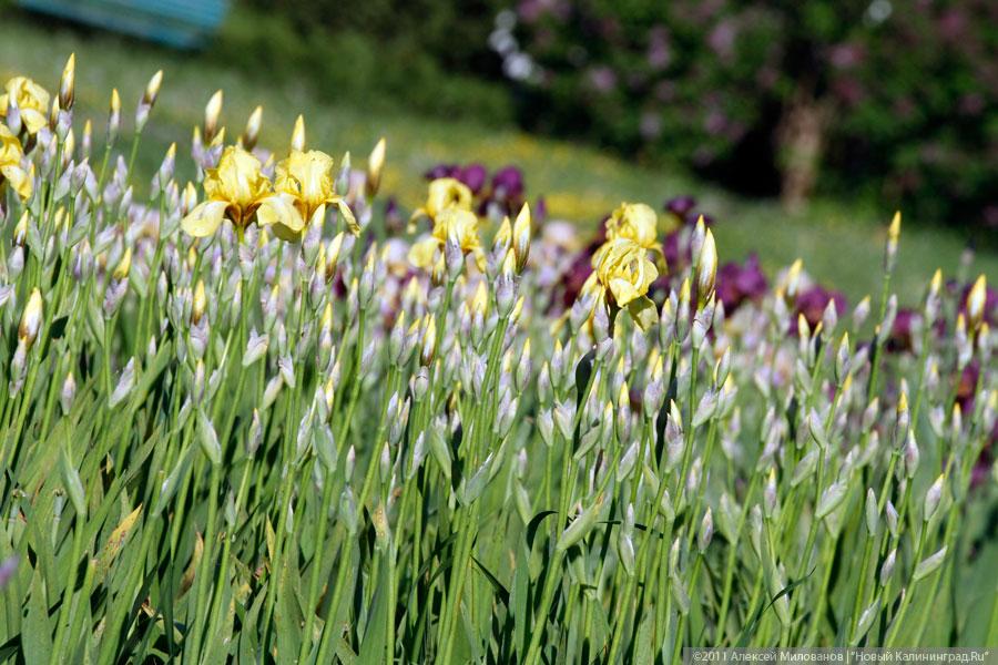"Самая зеленая зона": фоторепортаж "Нового Калининграда.Ru"