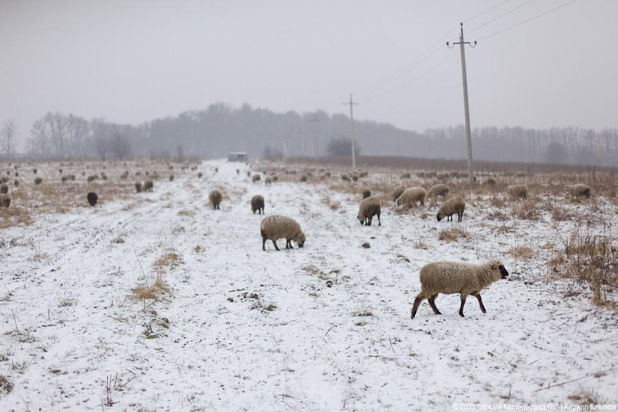 Фермер Сергей Семенов: «Тринадцать минут — и с барана китель снят»
