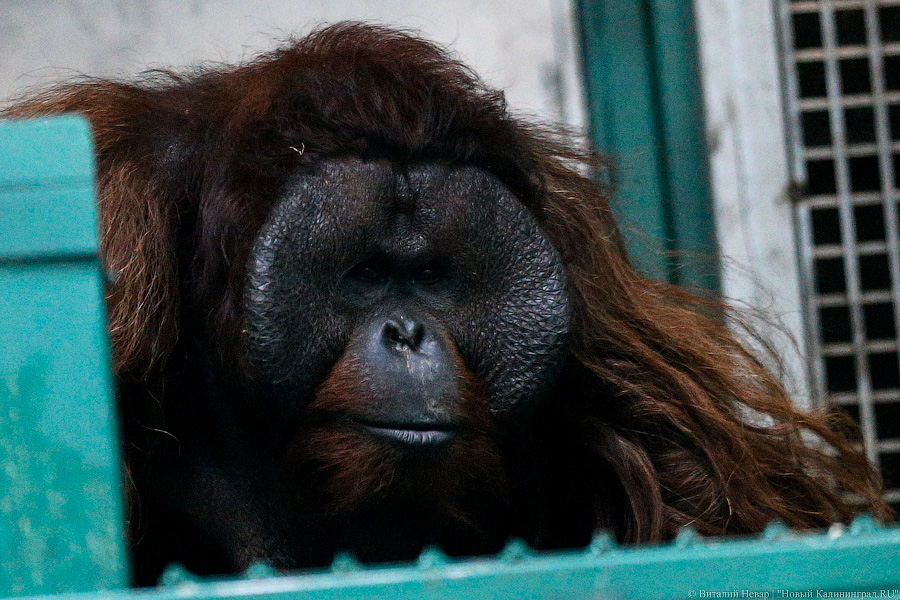 Варяг из Дании: в Калининградском зоопарке поселился орангутан Бенджамин
