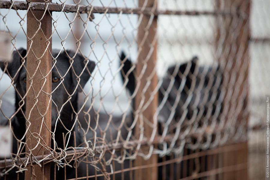 Три этажа собак: как в одной конюшне разместились 70 бездомных животных