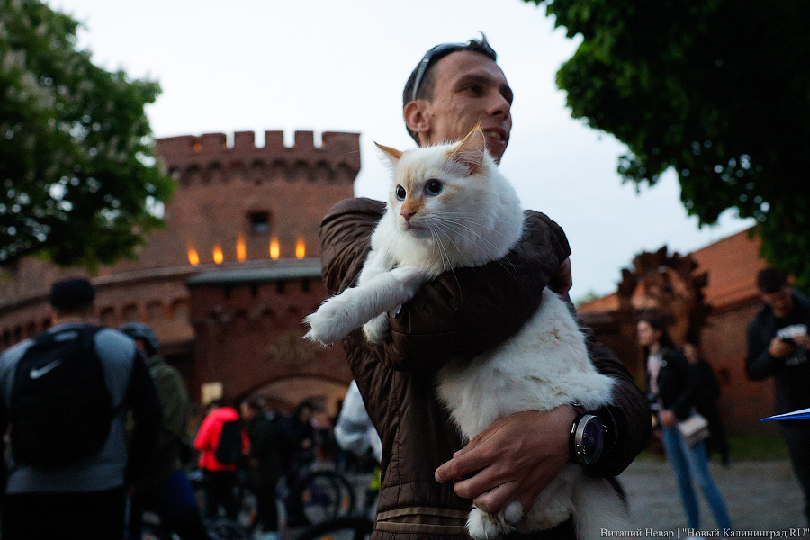 Жить стало веселее: как изменилась Музейная ночь в Калининграде (фото)