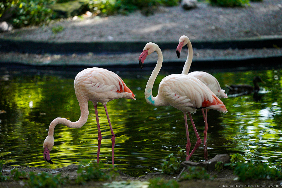 Вот компания какая: Калининградский зоопарк открыл все павильоны для посетителей