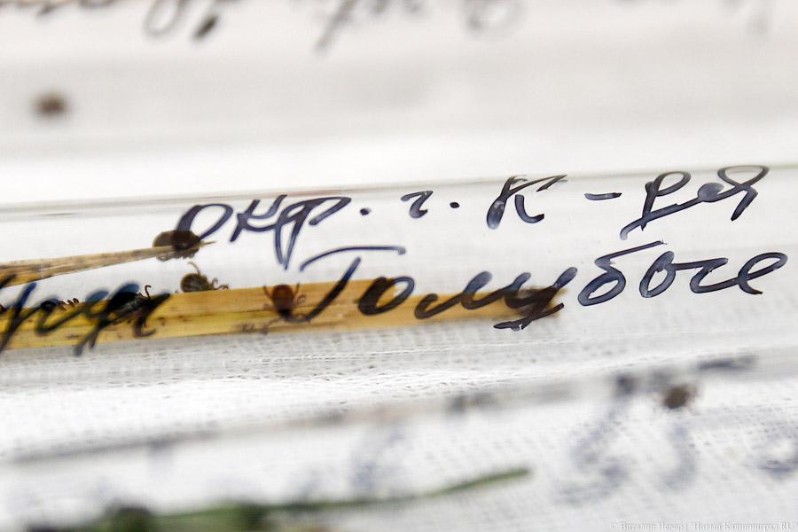 Он зловещ: клещи начали активно нападать на жителей Калининграда и области