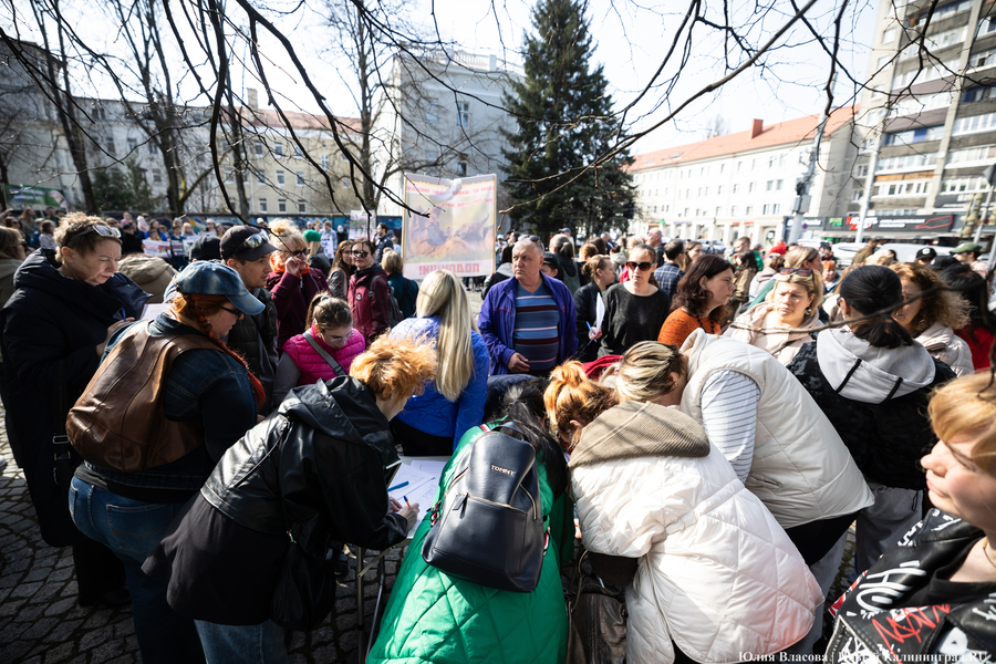 В защиту братьев меньших: в Калининграде прошёл митинг против убийства животных (фото)