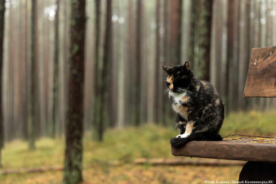 Погода в Калининградской области 13 октября