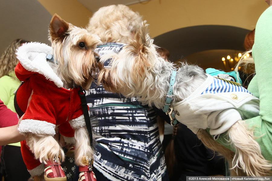 «Ой какая маленькая»: дефиле мини-собачек в музее янтаря