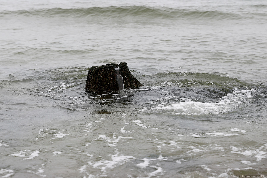 Лучше Афродиты: море подарило калининградцам остатки реликтового леса (фото)