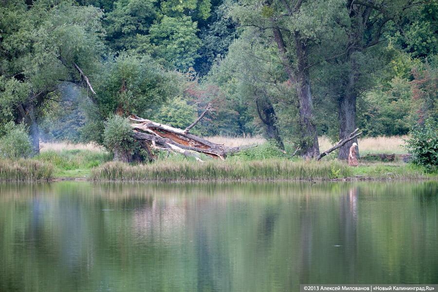 В ожидании чуда: судьба Макс-Ашманн-парка