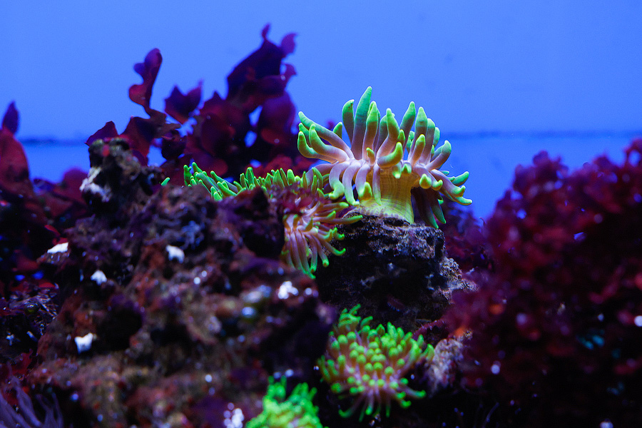 Baby Shark: в Музее Мирового океана родились «акулята-котята» (фото)