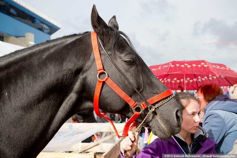 «Процветает всё кругом»: трёхлетие губернатора отметили муниципальным фестивалем (фото)