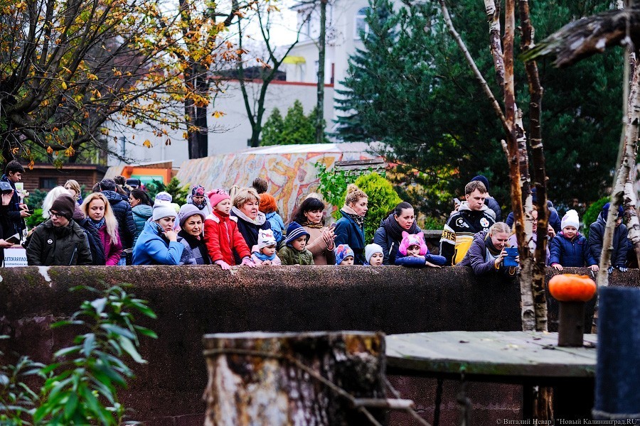 Тыква на обед, а не за билет! Показательное кормление животных в зоопарке (фото)