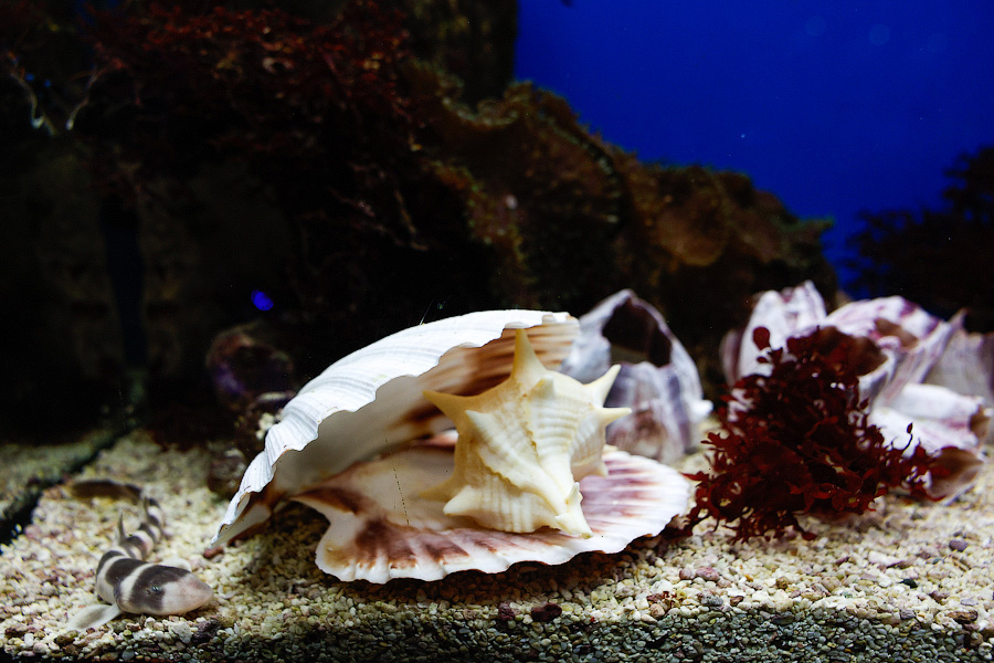 Baby Shark: в Музее Мирового океана родились «акулята-котята» (фото)