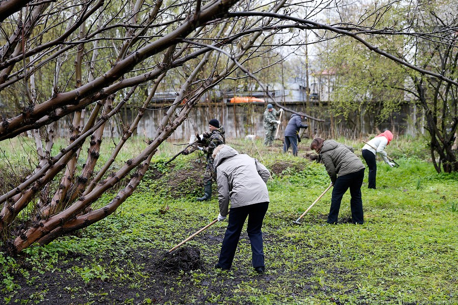 «Твори Бобро»: в Калининграде прошел Всероссийский субботник
