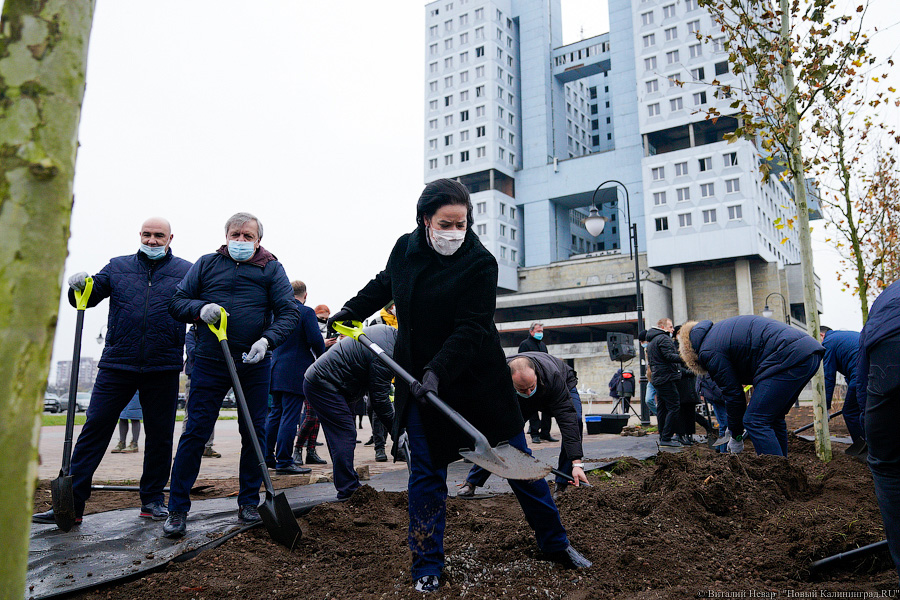 «Платанические» отношения: чиновники и бизнесмены посадили аллею у Дома Советов (фото)