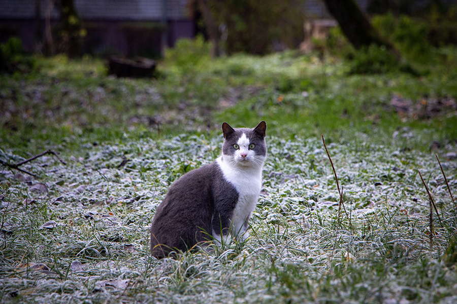 Погода в Калининградской области 17 ноября