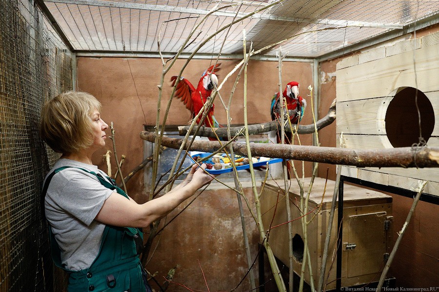 Сюрпризы для зверей: в зоопарке поздравили животных с Новым годом (фото)