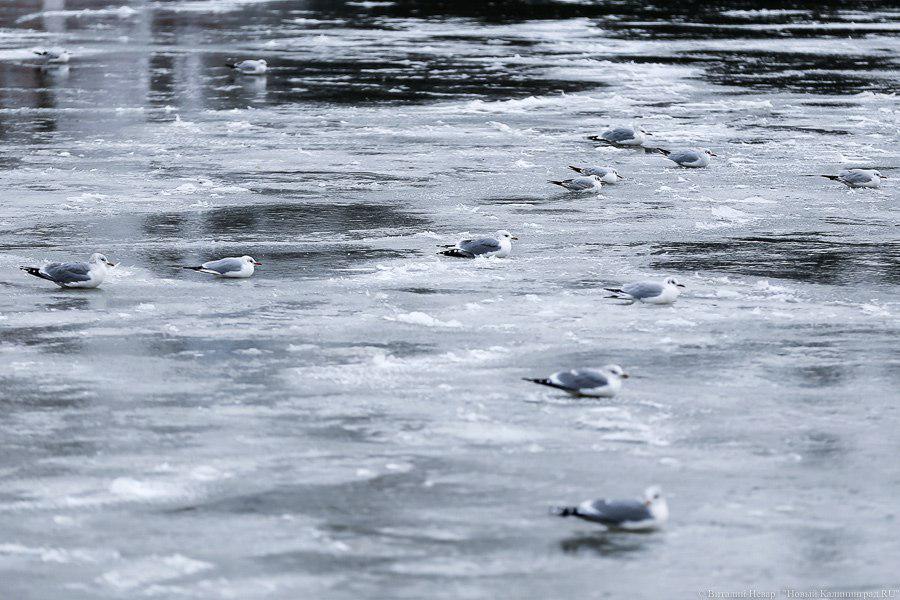 МЧС предупредило об отрыве льда на Калининградском заливе и сильном ветре