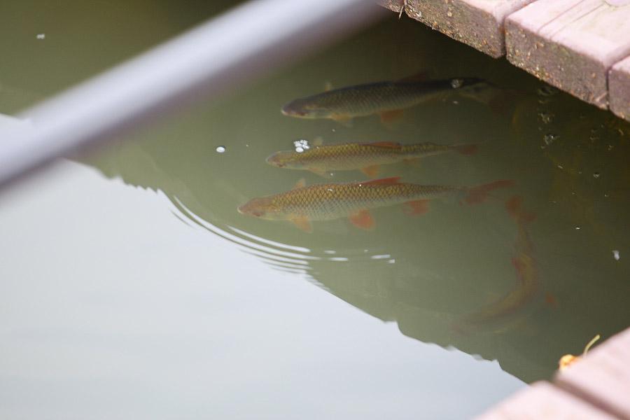 Отчего рыбе дурно: что происходит на Верхнем озере