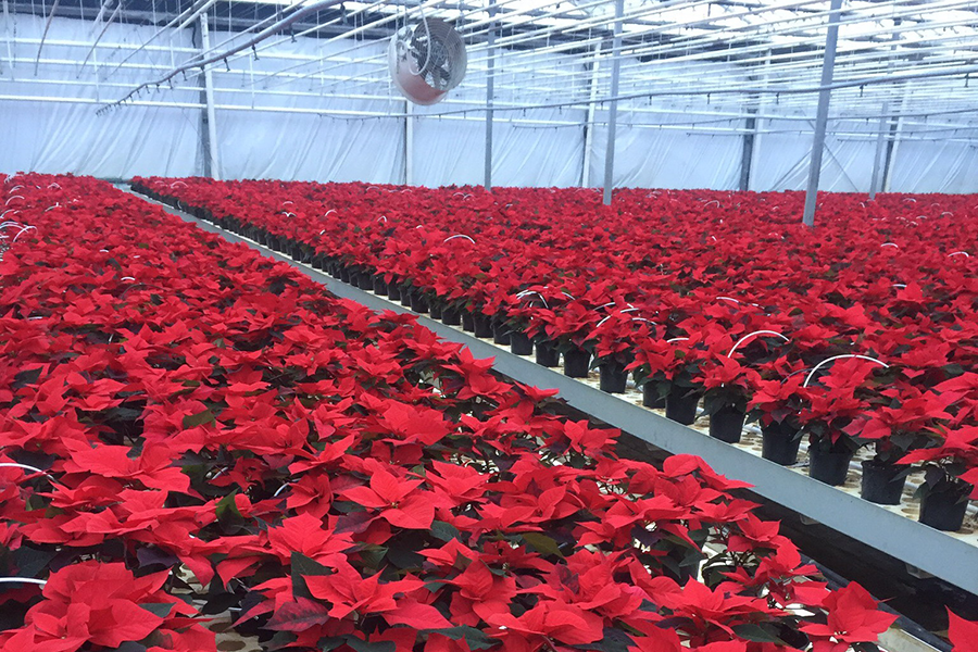 В регионе к Новому году вырастили 80 тысяч цветков «рождественской звезды»
