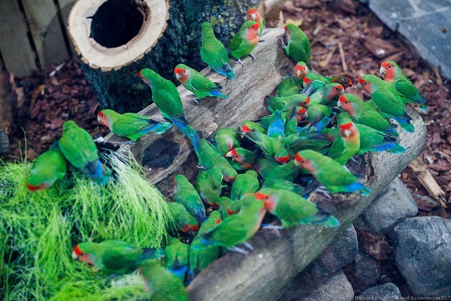 В зоопарке открыт Дом тропической птицы. Посмотрите на жако и спящего трубкозуба