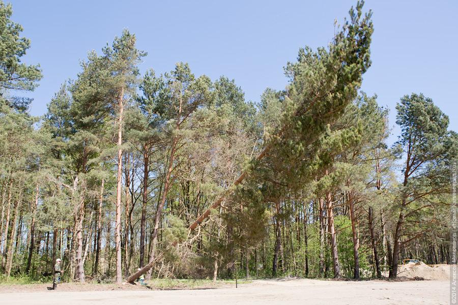 Лесной распил: как проходят соревнования лесорубов (фото)