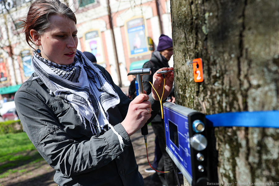 Правило «небуравчика»: власти Калининграда презентовали томограф для деревьев (фото)