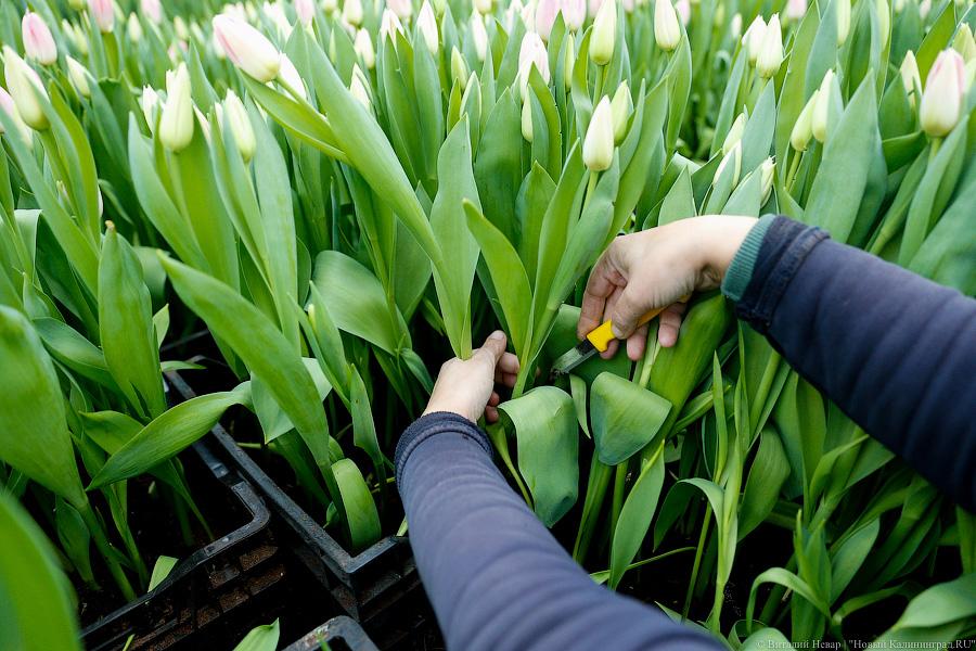 Цветочки-горшочки: как в Светлом к 8 Марта охапки тюльпанов готовят