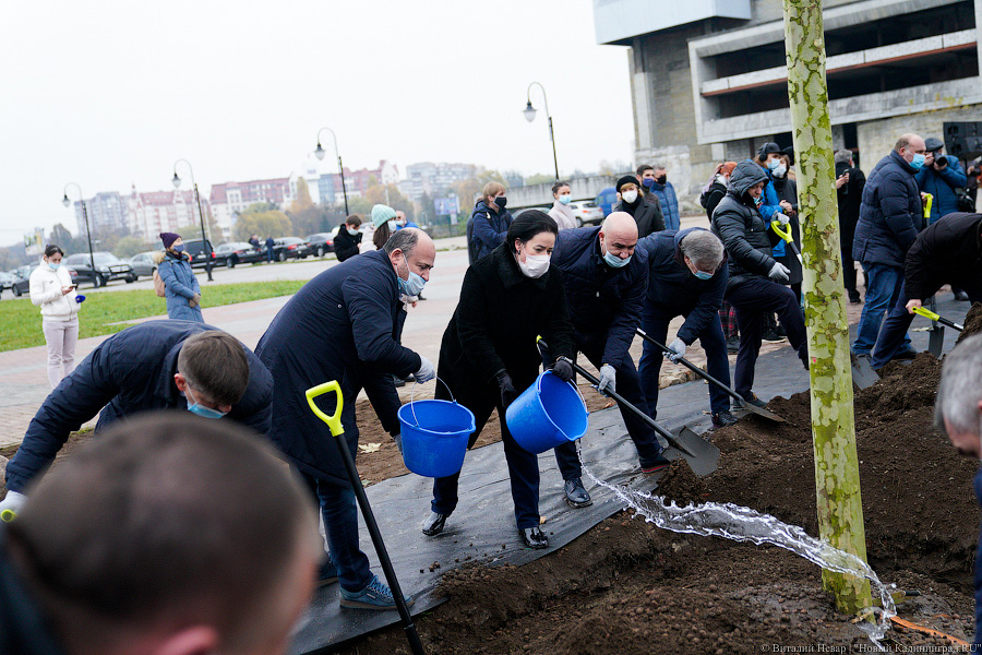 «Платанические» отношения: чиновники и бизнесмены посадили аллею у Дома Советов (фото)