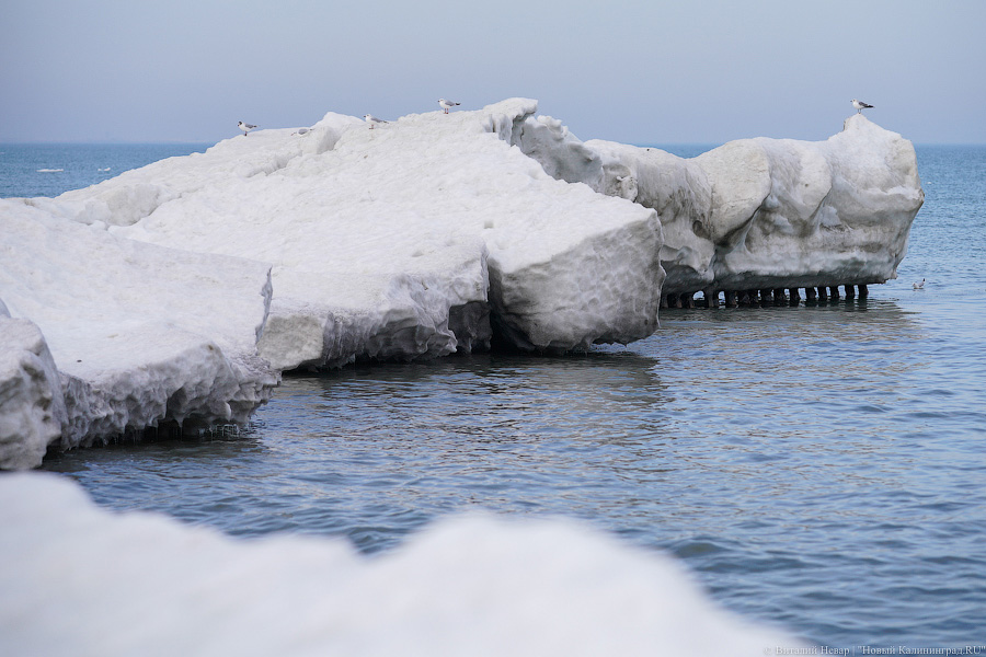 В Калининградской области массово гуляют по морскому льду, несмотря на запрет МЧС (фото)