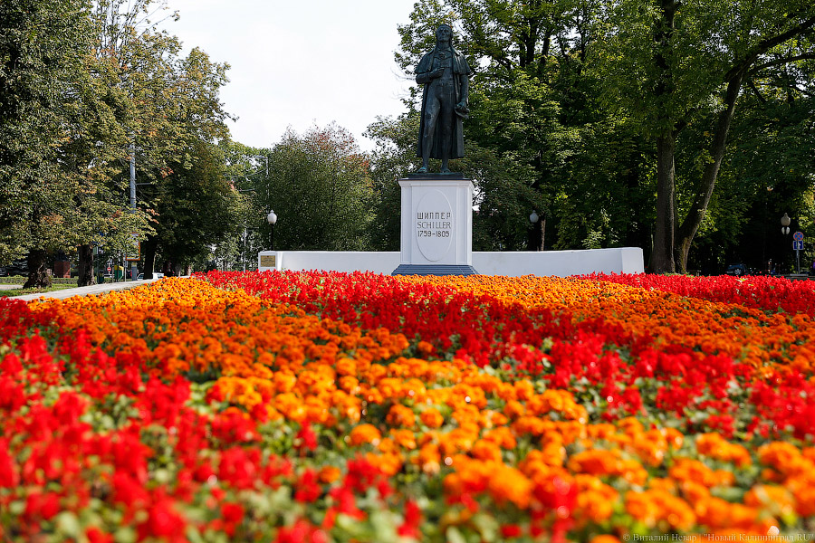 Эстетика в «сложные времена»: власти Калининграда намерены высадить цветов на 34 млн рублей