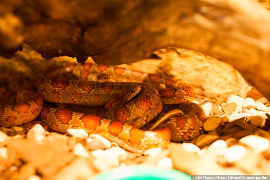 «Зов джунглей»: фоторепортаж с открытия первого калининградского экзотариума